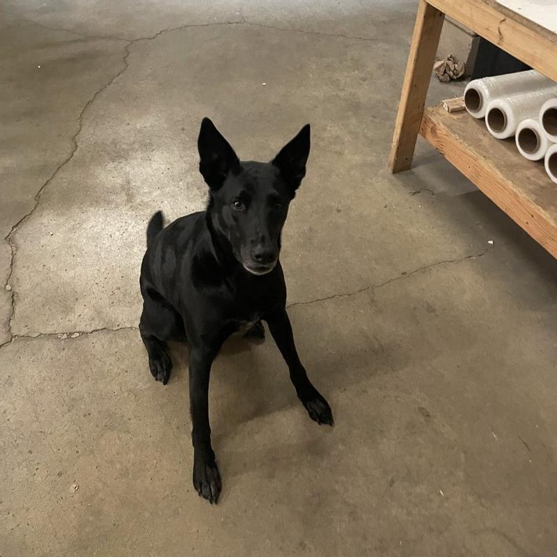 Gage anxiously waiting for me to throw some of the food for her to chase.  She loves it!!