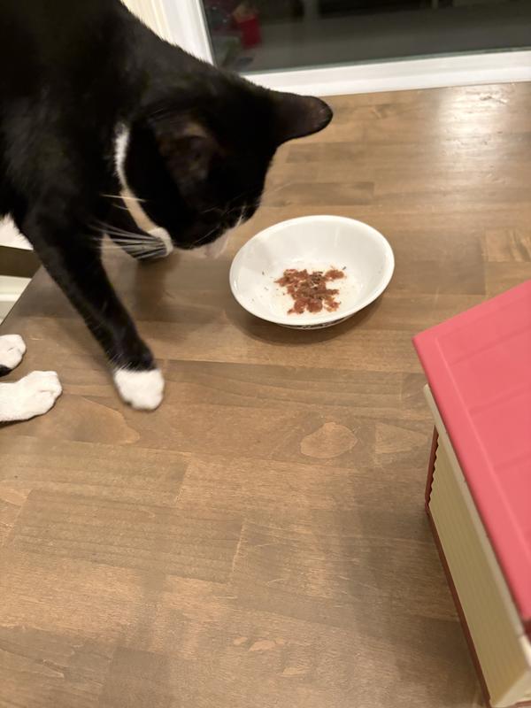 He sniffed at multiple times before finally turning up his nose at it