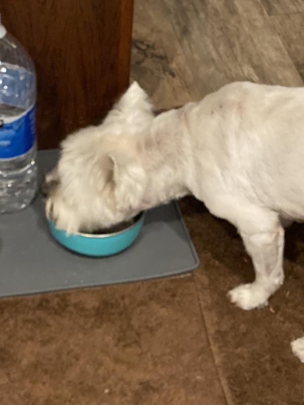 He cleans the bowl every time!