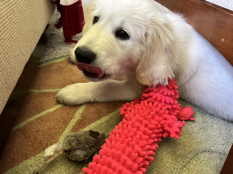 Bixie with orange Loofa.