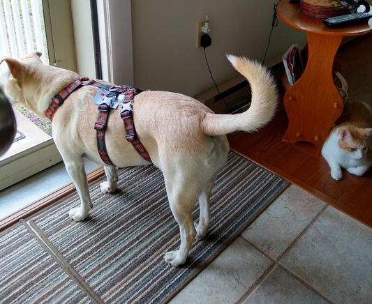 Chai's 2024 choice harness