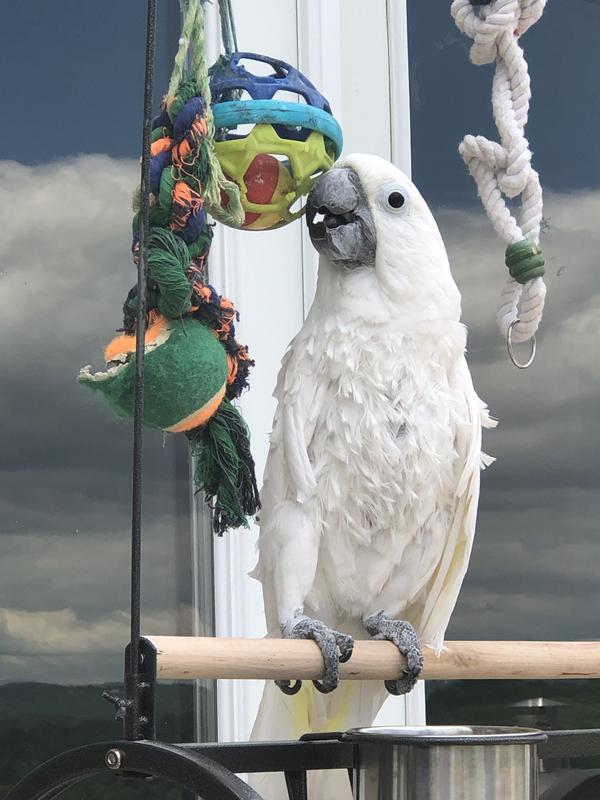 Our 42yr old cockatoo.