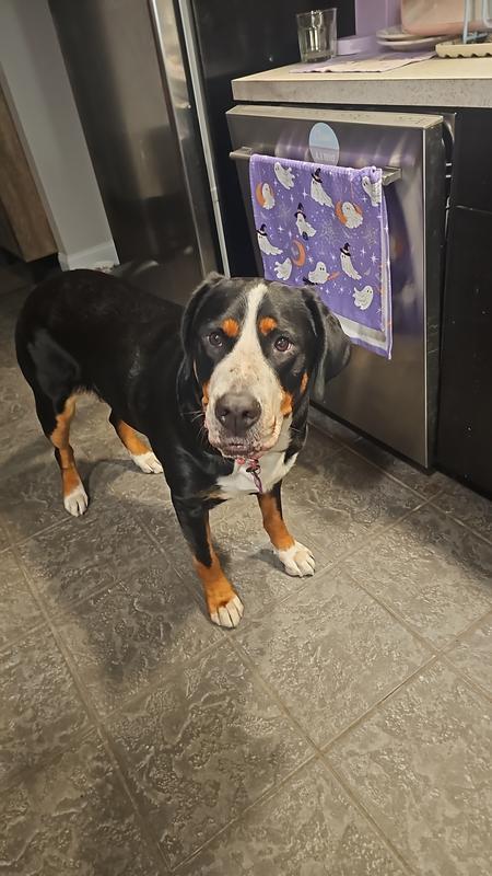 Fig says yes to dinner time!