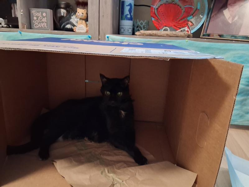 This one she is inside the last chewy box that came. She loves her boxes like most cats.
