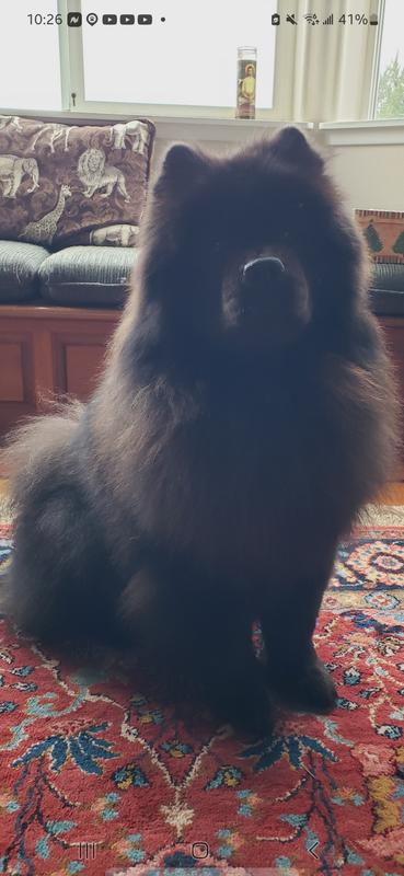 Our sweet chow chow