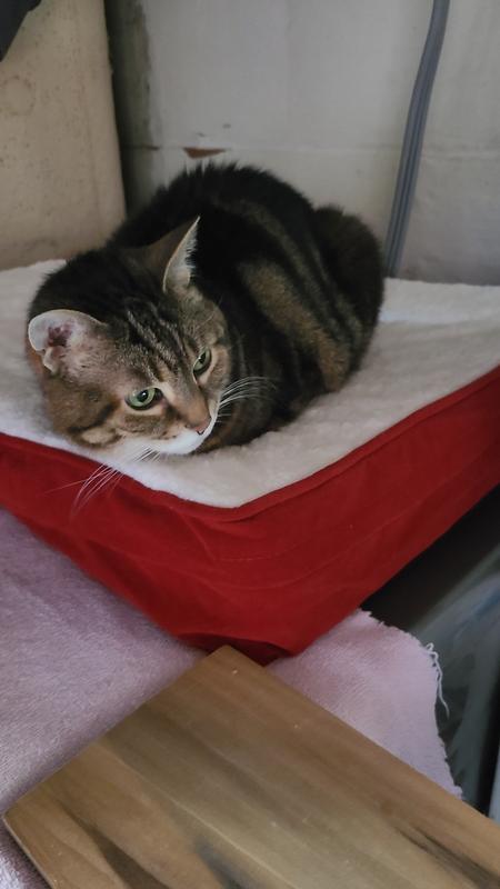 Lacey, relaxing on her new bed!