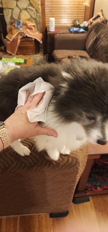 Calming Piper with a Alzoo wipe during a storm.