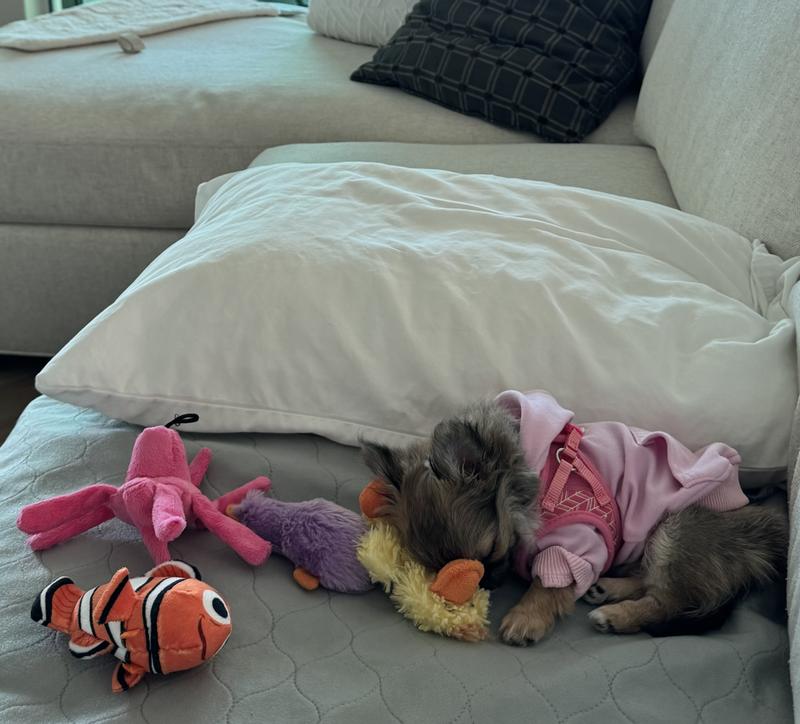 LI'L PALS Canvas Step In Back Clip Dog Harness