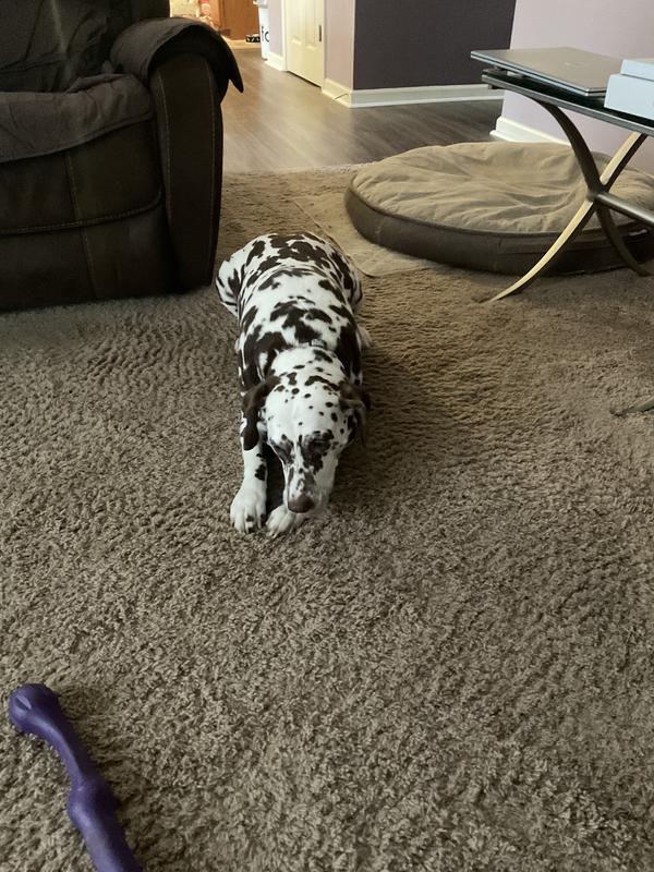 Penny Loves Her New Beef Treats