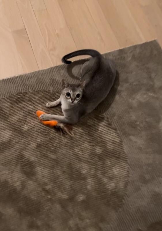 KONG Refillable Feather Top Carrot Catnip Cat Toy