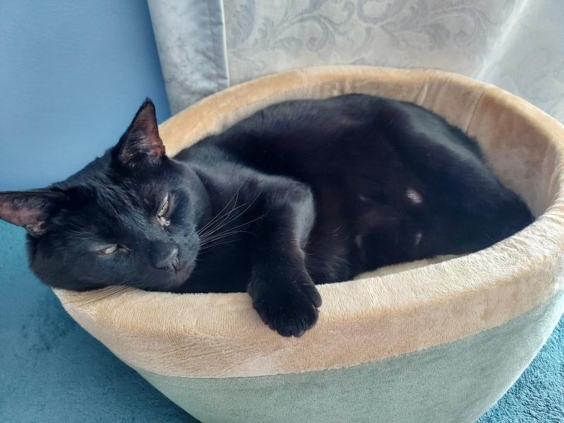 K&H PET PRODUCTS ThermoKitty Bed Indoor Heated Cat Bed, Sage, Large