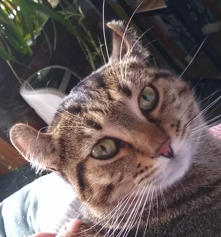 Figgy... what you want?