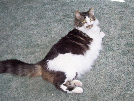 Gibson the Cat