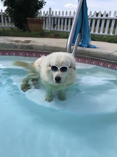 Sadie Chillin in the pool