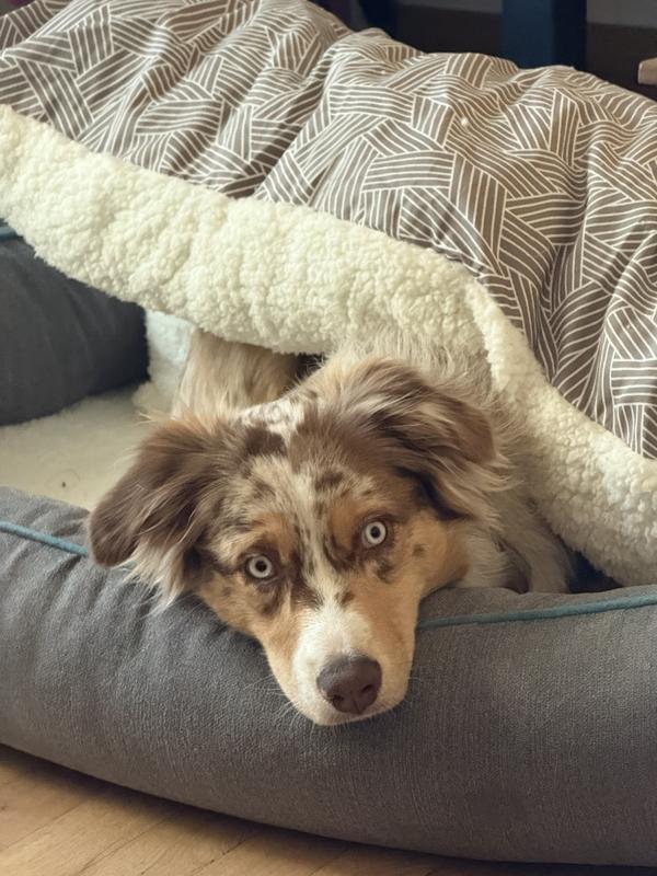 Hilde cuddling between the pillow and the bed