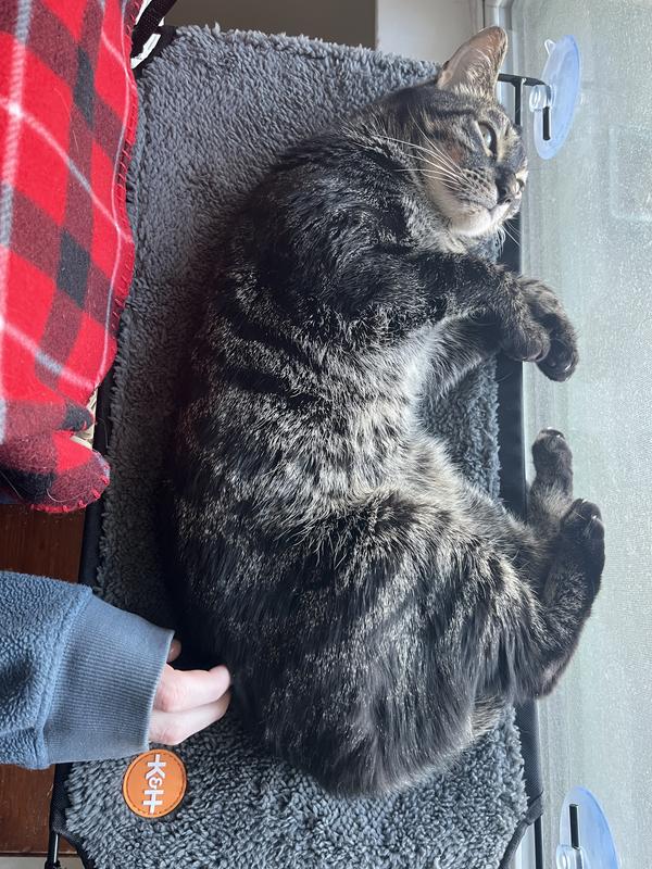 Atlas loves looking out the window while soaking up the warmth from the heater underneath the platform.