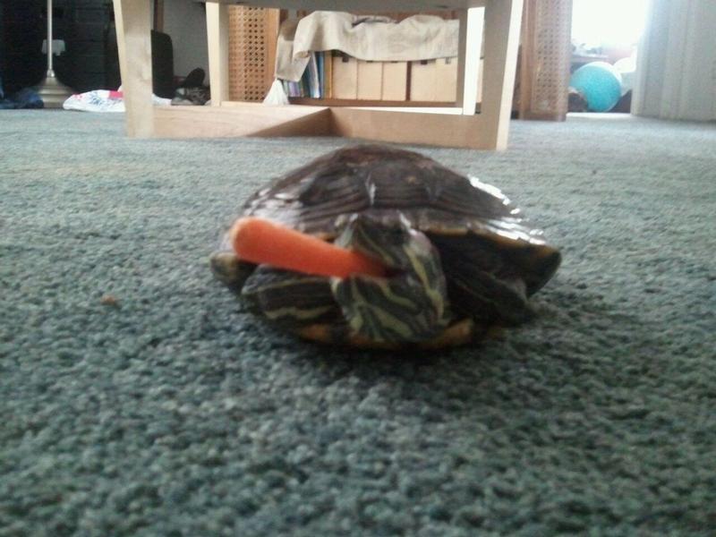 Rocka with a snack