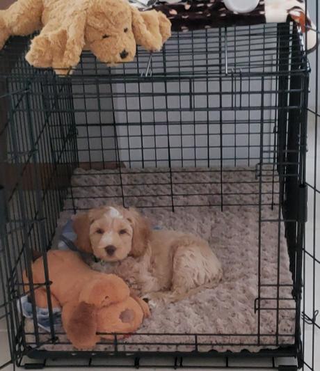 Puppy starter best sale kit with crate