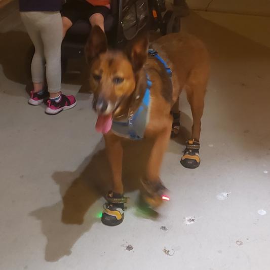 Discontinued KURGO Step & Strobe Dog Boots, 4 count, XLarge