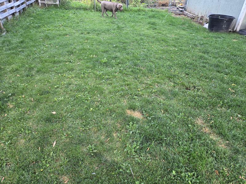 Less yellow spots in the grass is a win!