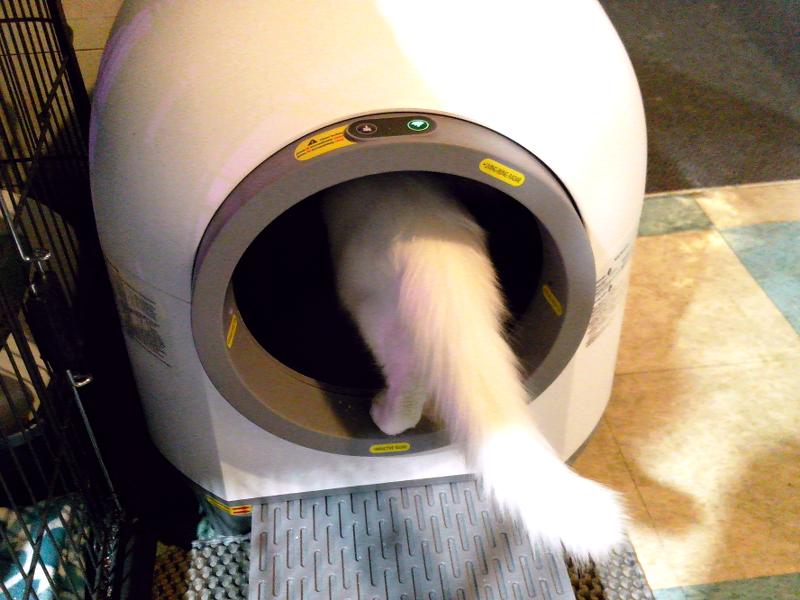 This is Dillon entering the litter box.
