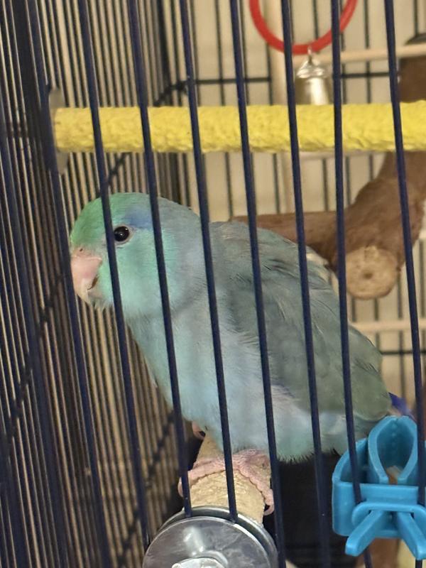 Willy is always watching, and never turns down an opportunity to sit on my shoulder.