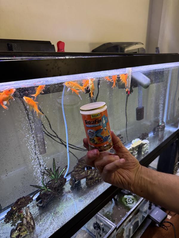 Fish eating TetraFin Plus Fish food