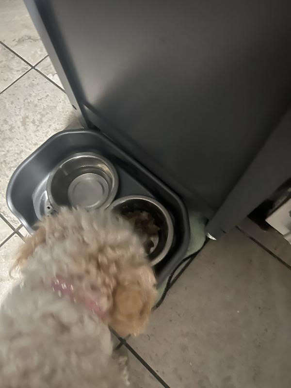 Hazel's bowl - I had to break it up and mix it with her food.