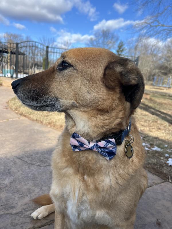 My 65 lb boy looks dapper in his bowtie.