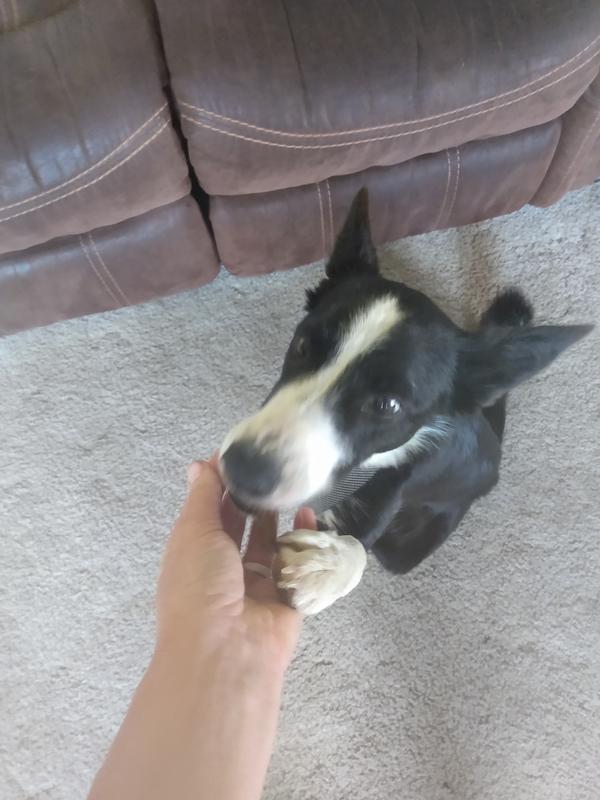 Super excited to get her treat.