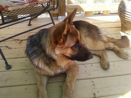 Iams for german outlet shepherds