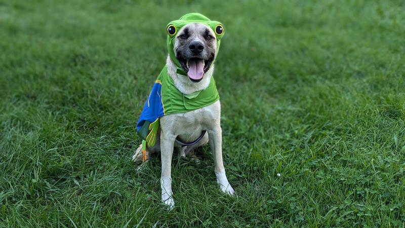 Cebu's take on "Super Frog"