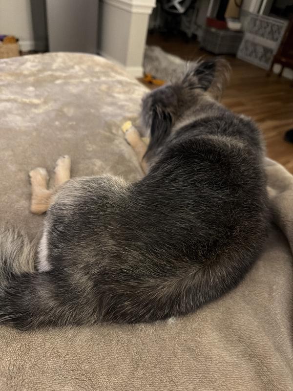 Chanel enjoying her cow ear