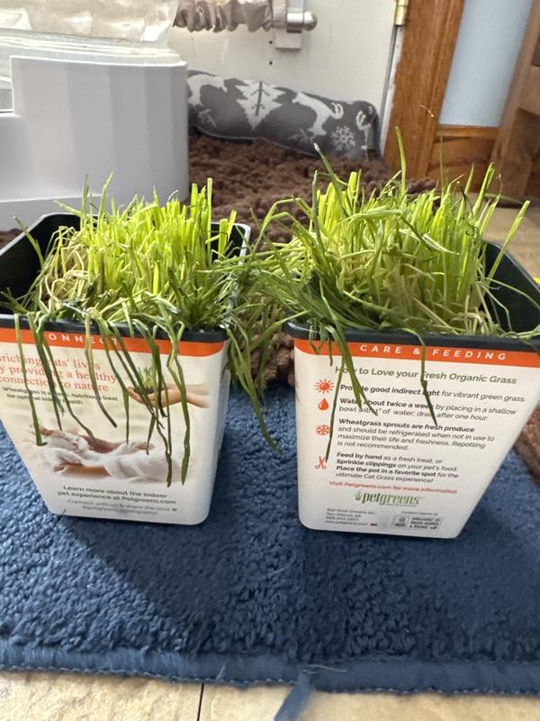 Cat Grass For Indoor Cats Pet Greens 100% Organic Wheatgrass Live