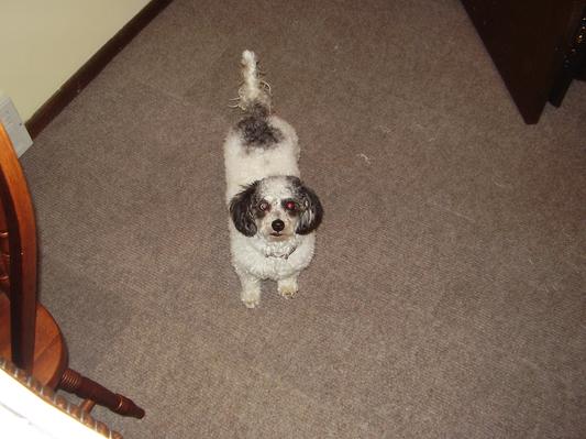 Gracie waiting for her food and vitamin