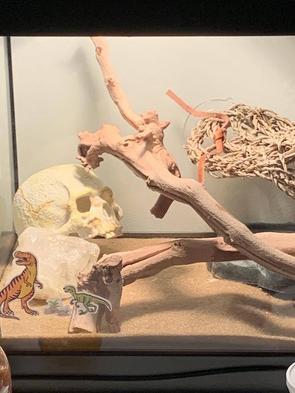 Exo Terra Primate Skull Reptile Hideout