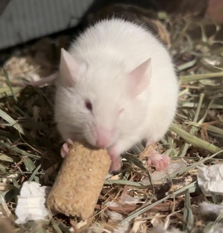 nimbus enjoying his meal