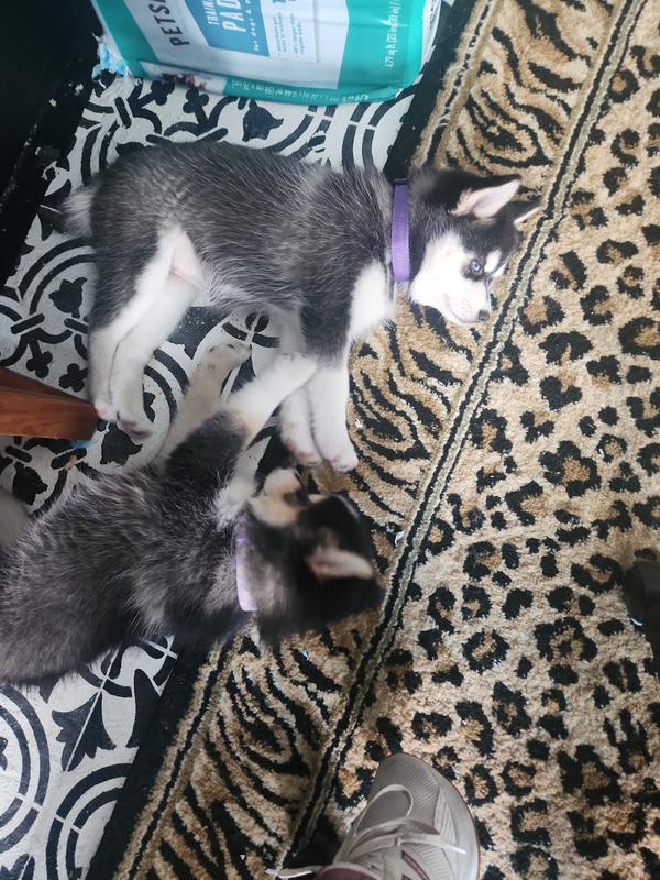 Fleas free nap time