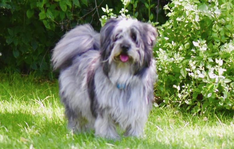 This is my Tibetan Terrier, Baker❤️❤️