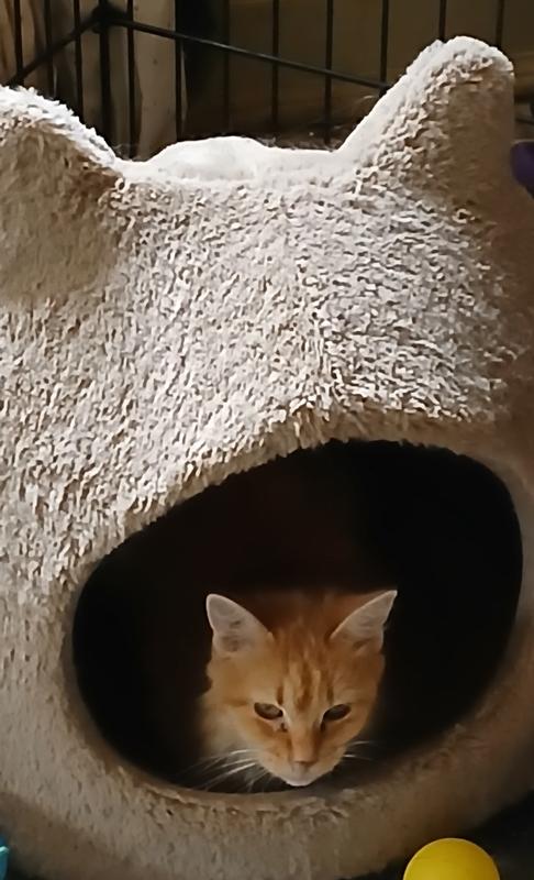 Gracie Mae in the hut purchased from Chewy.