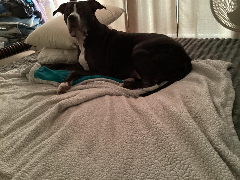 Beautiful happy Buffy!