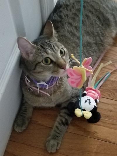 Tiger playing with her toy