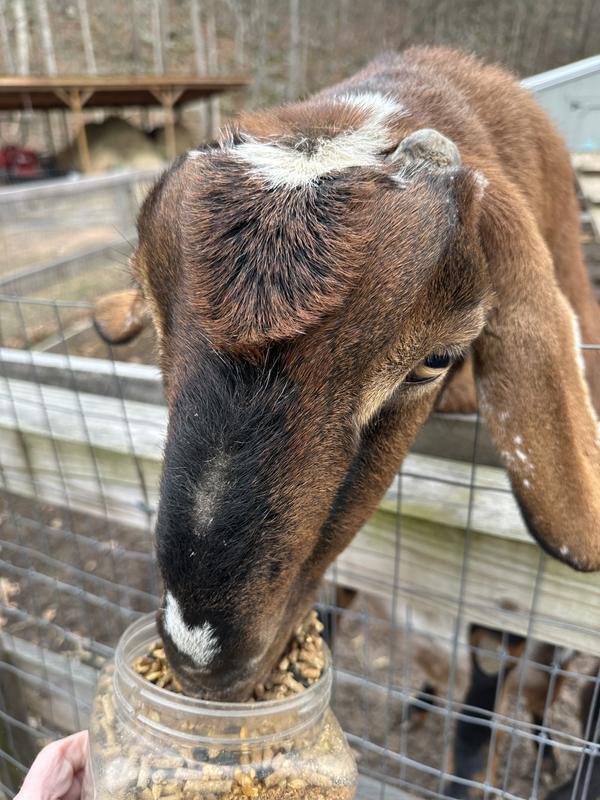 Trying to get to the bowl but we get waylaid.