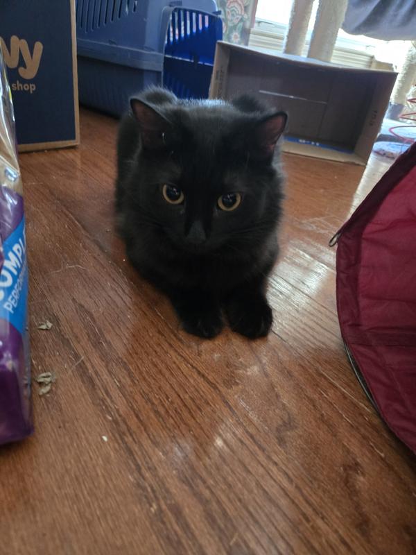 Cannot see the collar under Juniper's fluffy neck