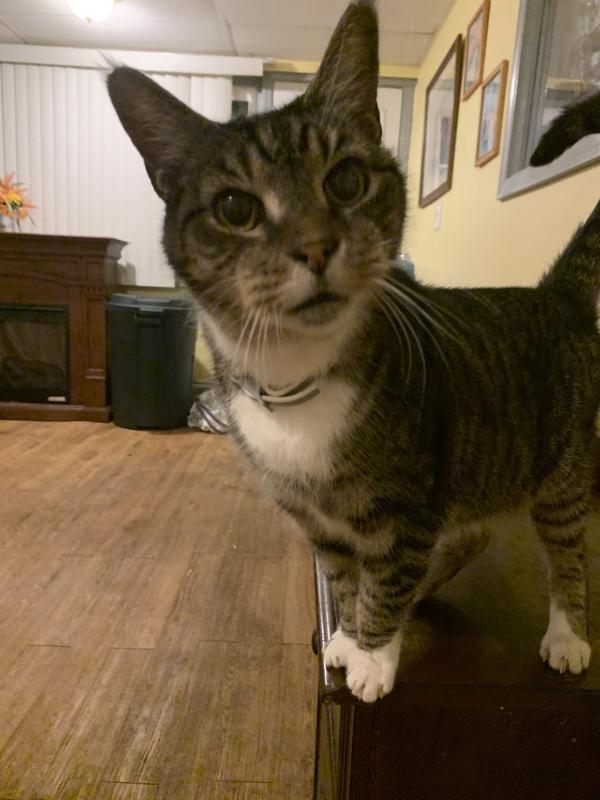 Where’s my treat, Mom?