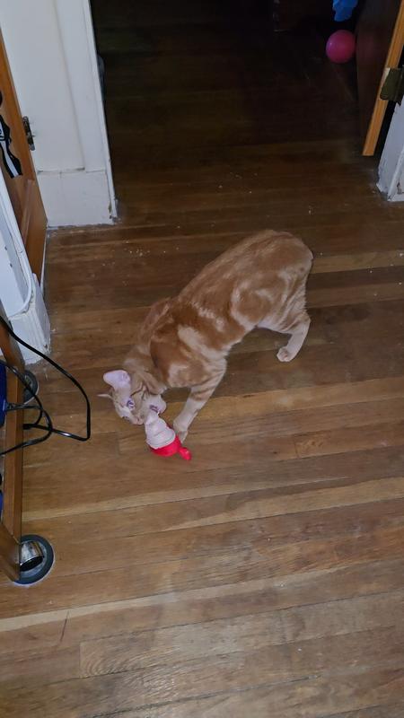 Nacho biting it