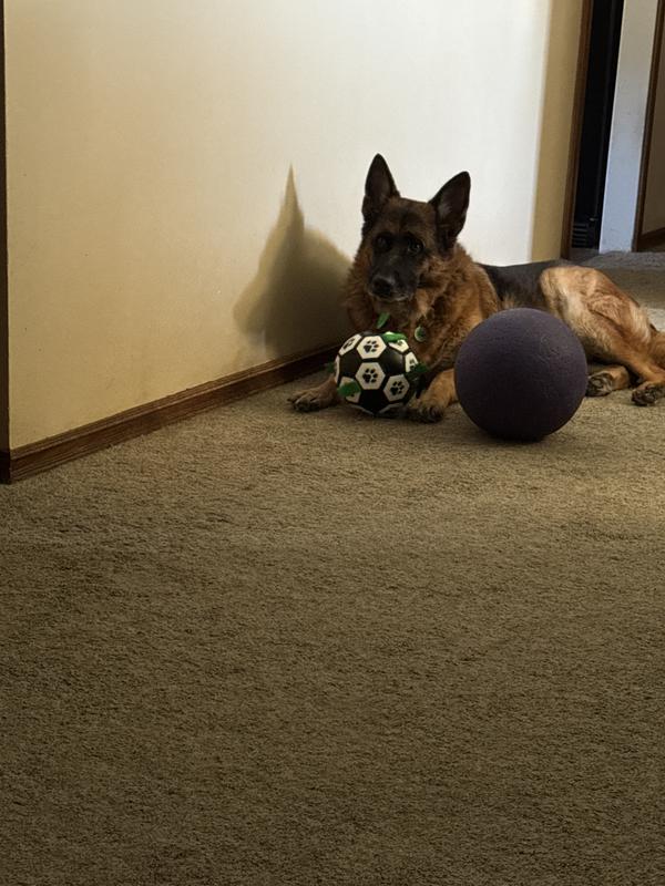Max loves this ball.