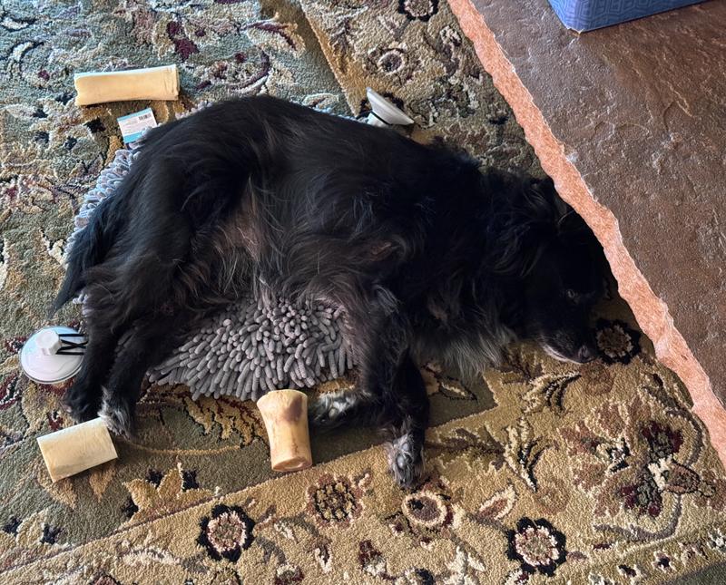 Yes, there is a dog inside all the black floof.