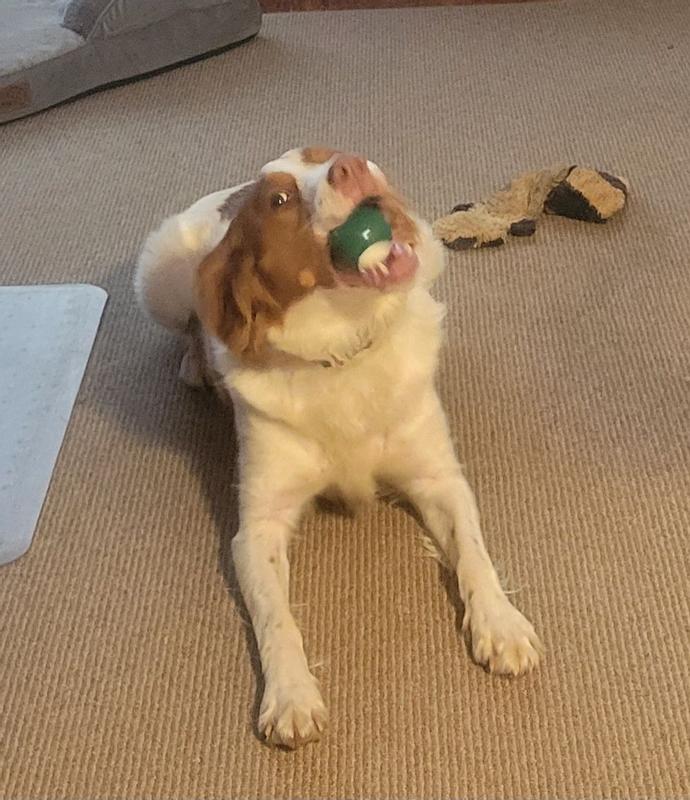 Amber chewing on the TropiClean ball