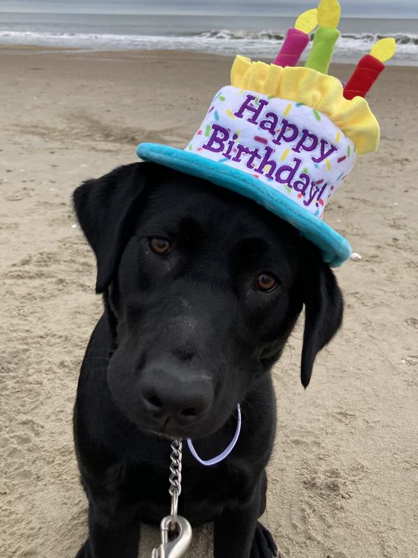 Yeager loves his birthday hat!!